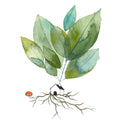 grass roots movement - mini print